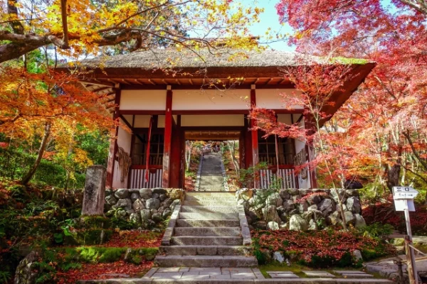 arashiyama autumn leaves