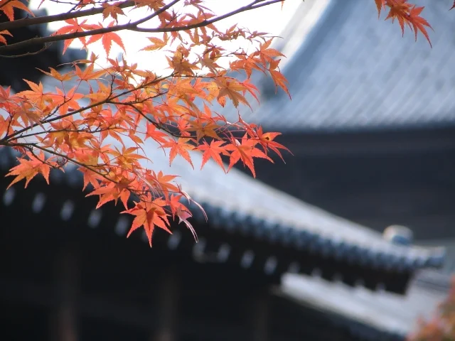 tofukuji autumn leaves
