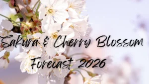 Sakura & Cherry Blossom Forecast 2026: Japan’s Nationwide Bloom Predictions and Kyoto’s 2025 Peak Viewing Dates by Area