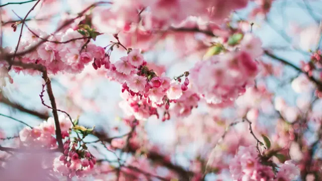 Category Kyoto travel guide